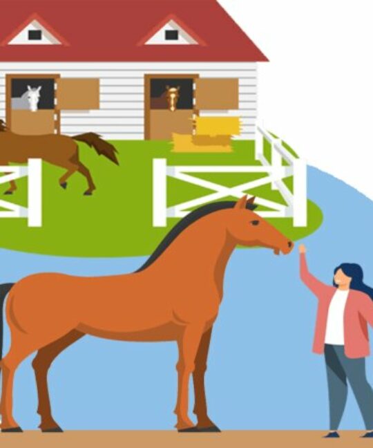 L’équicoaching : le cheval comme miroir et comme coach.